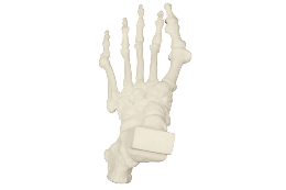 3B Scientific Bone Replicas