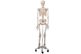 3B Scientific Full-Size Skeletons