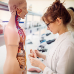 Best Anatomy Models for Medical Students 2024