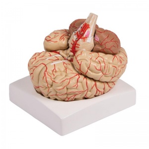 Erler-Zimmer Brain Model with Arteries (9-Part)