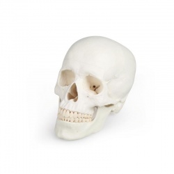 Erler-Zimmer Detailed Skull Model (3-Part)