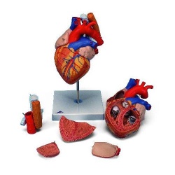 Heart with Oesophagus And Trachea 2 Times Life Size Model (5 Part)