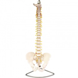 Anatomical Lifesize Spine with Pelvis Model