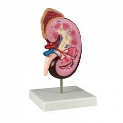 Erler-Zimmer Large Kidney Model