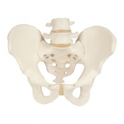 Pelvic Skeleton Model (Female)
