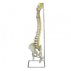 Rudiger Flexible Life-Size Anatomical Spine Model