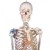Erler-Zimmer Flexible Skeleton Model ''Max'' (With Muscles and Ligaments)