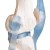 Erler-Zimmer Knee Joint Model with Ligaments