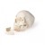 Erler-Zimmer 5-Part Skull Model for Dentistry and Oral Surgery