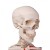 Anatomical Model Skeleton with Painted Muscles Max A11