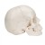 Beauchene Adult Human Skull Model (22-Part)