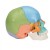 3B Scientific A291 Beauchene Adult Human Skull Model (22-Part) (Coloured)