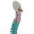 Didactic Flexible Spine Model A58/8