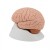 3B Scientific Brain Model (4-Part)