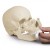 Erler-Zimmer Osteopathic Skull Model (22-Part)