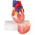 Erler-Zimmer Anatomical Heart Model (2-Part)