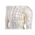 Erler-Zimmer Chinese Acupuncture Male Figure
