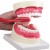 Erler-Zimmer Enlarged Oral Hygiene Dental Model