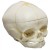Erler-Zimmer Fetal Skull Model with Calvarium Cut (40 Weeks)