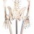 Erler-Zimmer Full-Size Skeleton Model Arnold with Muscle Markings
