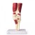 Erler-Zimmer Knee Joint Model with Muscles