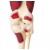 Erler-Zimmer Knee Joint Model with Muscles