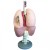 Erler-Zimmer Respiratory Organs Model