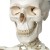 3B Scientific A10 Anatomical Model Skeleton Stan