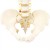 Anatomical Lifesize Spine with Pelvis Model