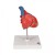 3B Scientific Heart Model G08 (2-Part)