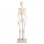Erler-Zimmer Miniature Skeleton Model Paul with Moveable Spine
