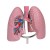 Erler-Zimmer Respiratory System Lungs Model