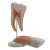 Molar and Incisor Tooth Models