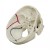 Rudiger Special Anatomical Skull Model with Muscle Painting