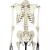 Rudiger Heavy-Duty Life-Size Anatomical Skeleton Model
