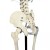 Rudiger Heavy-Duty Life-Size Anatomical Skeleton Model