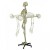 Rudiger Life-Size Flexible Anatomical Skeleton Model