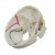 Rudiger Special Anatomical Skull Model with Numbering
