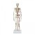 Rudiger Mini Human Skeleton Model with Flexible Spine and Muscle Painting