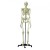 Rudiger Life-Size Female Anatomical Skeleton Model