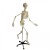 Rudiger Anatomic Physiological Skeleton Model