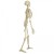 Rudiger Life-Size Anatomical Skeleton Model with Stand