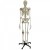 Rudiger Life-Size Anatomical Skeleton Model with 4 Ligaments