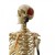Rudiger Life-Size Anatomical Skeleton Model with Muscle Painting
