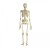 Rudiger Life-Size Anatomical Skeleton Model with Hanging Stand