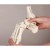 Erler-Zimmer Flexible Foot Skeleton Model with Ankle