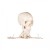 Erler-Zimmer Anatomical Miniature Skeleton Model Tom