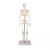 Erler-Zimmer Anatomical Miniature Skeleton Model Tom
