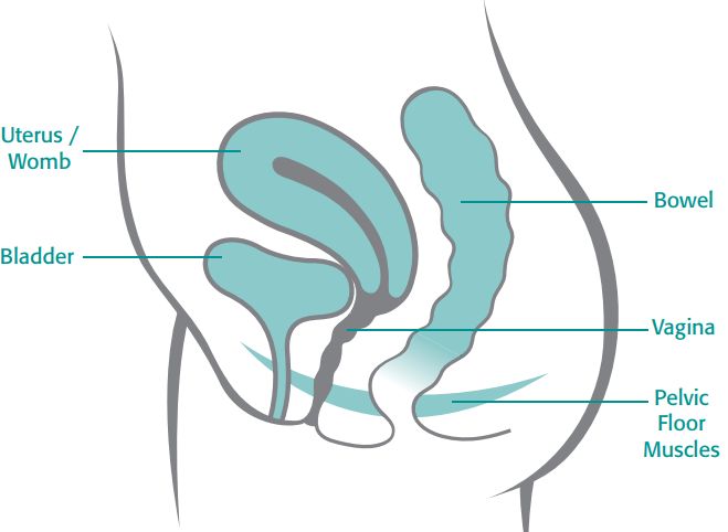 The Pelvic Floor Works Hard to Support the Uterus, Bowel and Bladder The pelvic floor works to support the uterus, bowel and bladder