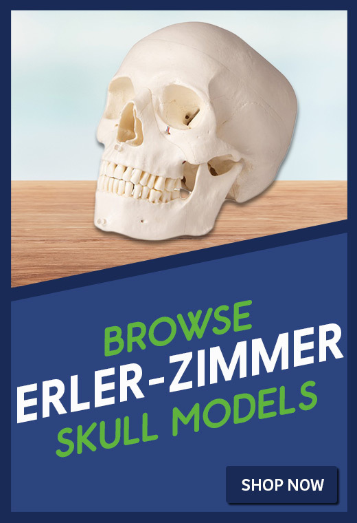Erler-Zimmer Skull Models